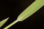 Mudbank crowngrass